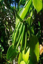 Vanille de Madagascar